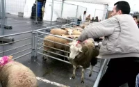 Abattage rituel : les musulmans de Belgique en colère