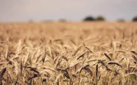 Le Maroc augmente les droits de douane sur le blé dur