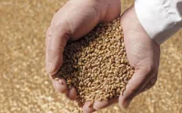 Le Maroc, premier importateur de blé tendre français