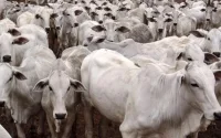 Les Marocains fuient-ils le bœuf brésilien ?