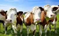 Les bovins d'Europe indésirables au Maroc