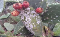 Le Maroc en guerre contre la cochenille