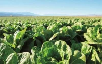 Les engrais du Maroc, à teneur élevée en cadmium, interdits dans l'UE