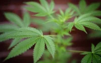 Maroc : le projet de loi sur le cannabis adopté en Conseil du gouvernement