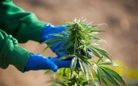 Les raisons qui penchent en faveur du développement du cannabis licite au Maroc