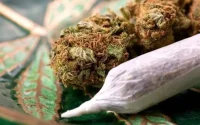 Tarn : deux individus venant du Maroc arrêtés avec du cannabis dans l'estomac