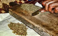 Maroc : les cultivateurs du cannabis font un pas en avant vers la légalité