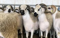 Casablanca : les abattoirs saturés avant l'Aïd al-Adha