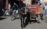 Casablanca a perdu sa bataille contre les charrettes