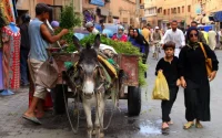 Agadir interdit les charrettes tirées par des animaux