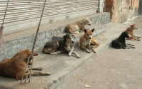 Au secours, les chiens errants envahissent Salé !