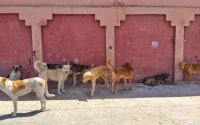 A Marrakech, la rage a tué un enfant