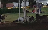 Maroc : les chiens errants, maîtres des rues