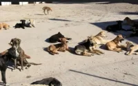 Menacée par des chiens errants, une Marocaine porte plainte