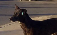 Tanger : les chiens errants empoisonnés à cause du Mondialito ?