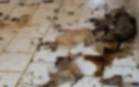 Des chiens sales, morts, entourés d'excréments et dans un piteux état à Salé ?