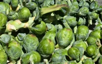 Le Maroc devient le 3ème exportateur mondial de choux de Bruxelles
