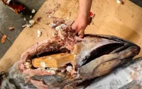 Maroc : de la cocaïne dans du ... thon