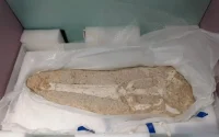 Les États-Unis restituent le crâne d'un crocodile au Maroc