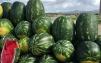 Au Maroc, des agriculteurs réclament la fin de l'interdiction de la culture de la pastèque