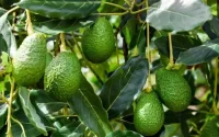 L'avocat : l'or vert qui assoiffe le Maroc