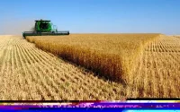 Maroc : la production céréalière en forte baisse