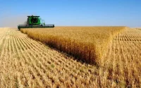 Importations de céréales : la facture s'alourdit pour le Maroc