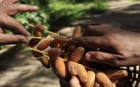 Au Maroc, un nouvel appel au boycott des dattes algériennes