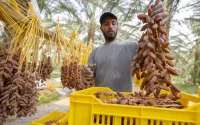 Les Marocains se ruent sur les dattes tunisiennes