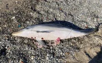 Les pêcheurs marocains accusés de tuer des dauphins à Sebta