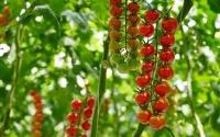 Den Berk Délice : pourquoi le producteur belge de tomates s'installe au Maroc
