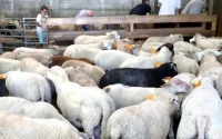 Deux dates en vue pour l'Aïd al-Adha ?