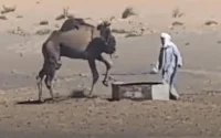La face cachée des balades à dos de dromadaire au Maroc