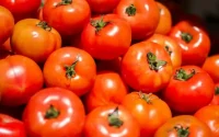 Exportations mondiales de tomate : le Maroc pourrait dépasser l'Espagne cette année
