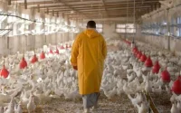 Poulet hors de prix : une flambée qui inquiète les Marocains