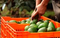 L'Espagne « asphyxiée » par l'afflux massif d'avocats marocains