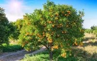 Le Maroc exporte 45 000 tonnes d'agrumes aux Etats-Unis par an