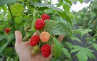 Le Maroc dans le Top 10 mondial des fournisseurs de fruits surgelés