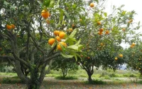 Royaume-Uni : les exportations marocaines d'agrumes en nette hausse