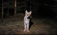 Maroc : une famille terrorisée par un chat sauvage entré en pleine nuit
