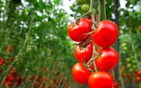 Tomates : la France lance sa contre-attaque contre le Maroc