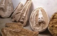 Fossiles marocains rares : un trafic démantelé en France
