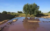 Les déchets oléicoles : un danger pour l'environnement