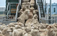 Aïd Al-Adha : le Maroc a encore importé des bovins de l'étranger