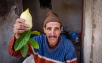 Israël importe des étrogs marocains pour la fête de Souccot