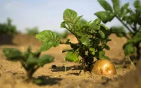 Vers l'explosion du potentiel d'exportation d'Israël vers le Maroc