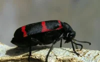 Une nouvelle espèce découverte au Maroc