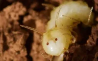 Une espèce rare de mouche découverte au Maroc