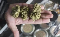 Légalisation du cannabis au Maroc : le parlement se prononce ce mardi