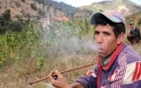 Légalisation du cannabis : les producteurs de Kétama veulent sortir de la clandestinité